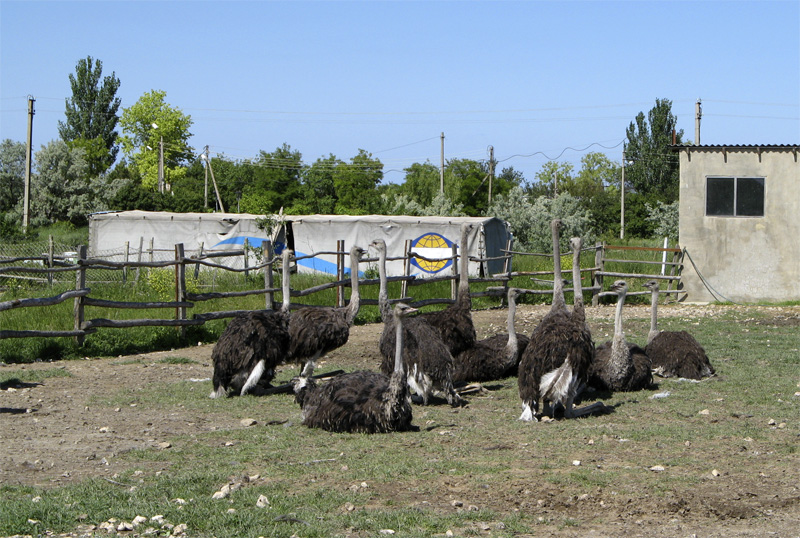 Страусиная ферма в Керчи